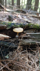 Rhodocybe