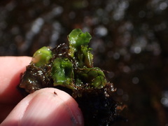 Pellia neesiana