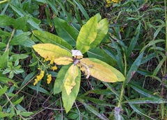 Asclepias syriaca