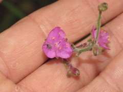 Thyrsanthemum floribundum
