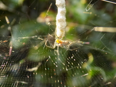 Mecynogea lemniscata