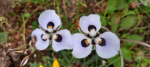 Image of Moraea villosa by (c) Karen Eichholz, some rights reserved (CC BY)