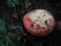 Russula
