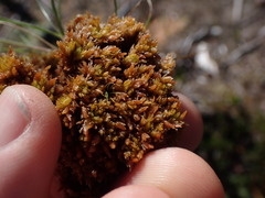 Sphagnum compactum
