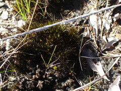 Campylopus atrovirens