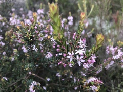 Agathosma ovata