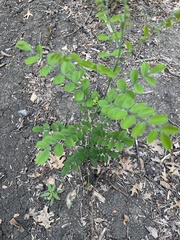 Styphnolobium affine