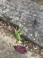 Persicaria maculosa