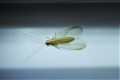 Chrysoperla plorabunda