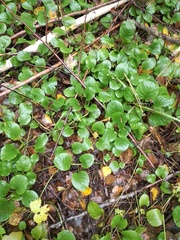 Pyrola rotundifolia