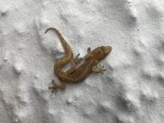 Afrogecko porphyreus