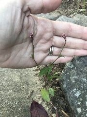 Persicaria maculosa