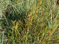 Dulichium arundinaceum