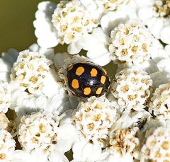 Coccinula quatuordecimpustulata
