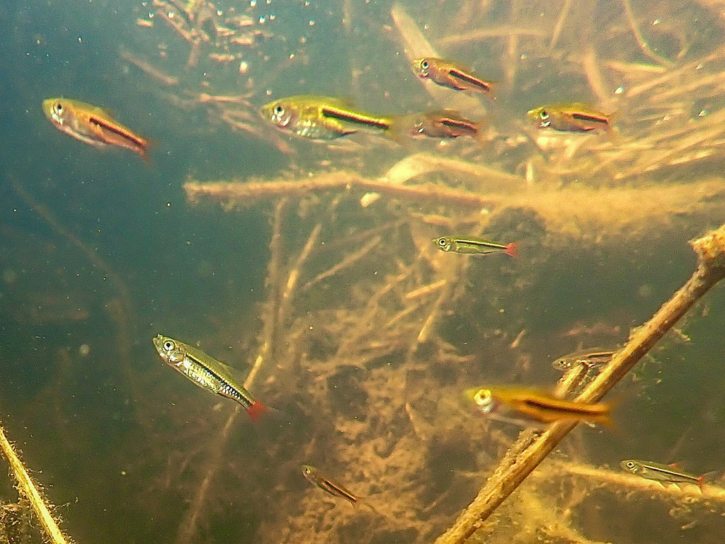 Rasbora de Somphongs (Trigonostigma somphongsi)