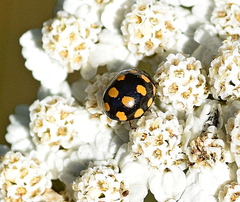 Coccinula quatuordecimpustulata