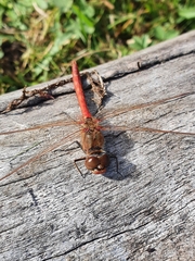 Sympetrum vulgatum