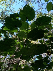 Vernicia fordii