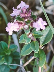 Thymus pulegioides