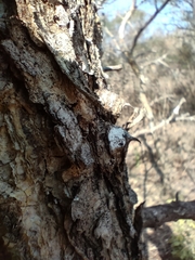 Senegalia nigrescens