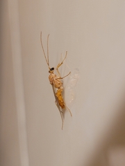 Ponerinae