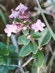 Thymus pulegioides