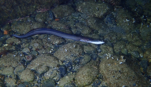 European conger (Conger conger) — Congridae — 3