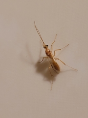 Ponerinae