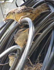 Campylorhynchus zonatus