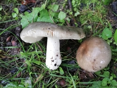 Russula cyanoxantha