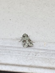 Lacinipolia implicata