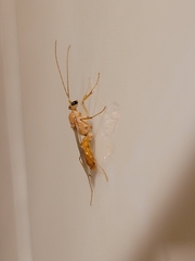 Ponerinae