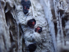 Mycoblastus sanguinarius