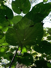 Vernicia fordii