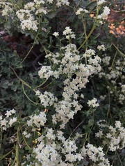 Parthenium incanum