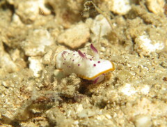 Mexichromis katalexis