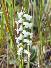 Spiranthes incurva