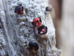 Mycoblastus sanguinarius