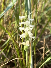 Spiranthes incurva