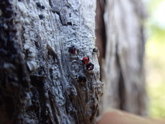 Mycoblastus sanguinarius