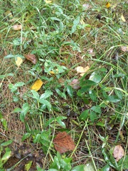 Trifolium medium