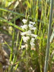 Spiranthes incurva