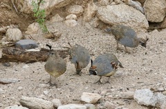 Callipepla gambelii