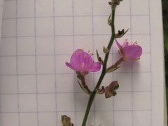 Thyrsanthemum floribundum