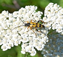 Rutpela maculata