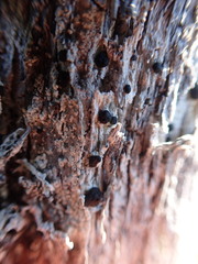 Mycoblastus sanguinarius