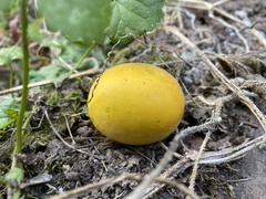 Cucumis melo
