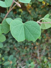 Bauhinia galpinii