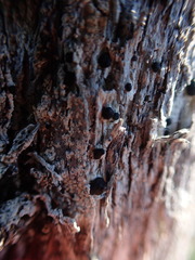 Mycoblastus sanguinarius