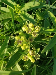 Asclepias viridis